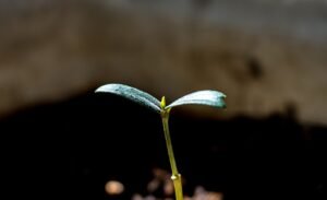 spring, nature, tree, sapling, sprout, plant, green, leaf