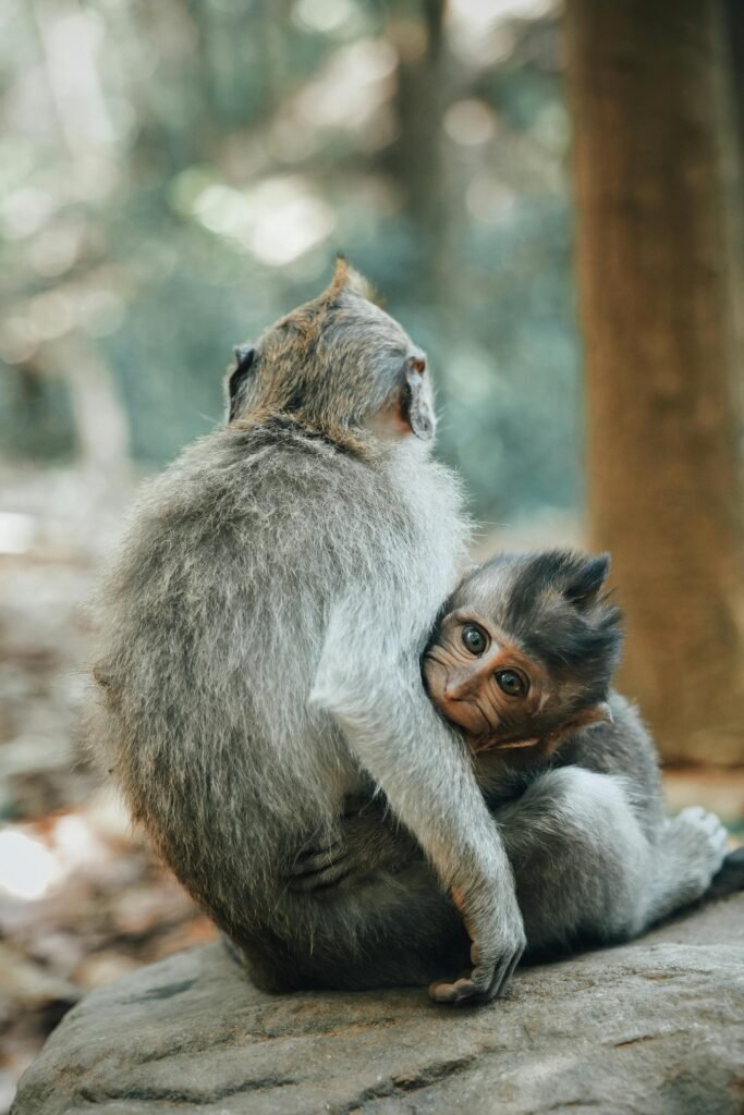Heartwarming image of a mother monkey embracing her baby in a forest setting.