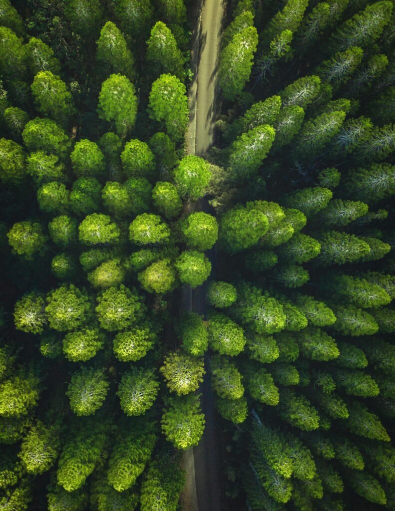 pexels-photo-3573351-3573351 Breathtaking drone shot of a vibrant green forest with a winding path.