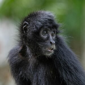 Portrait of a young black spider monkey with lush greenery in the background.