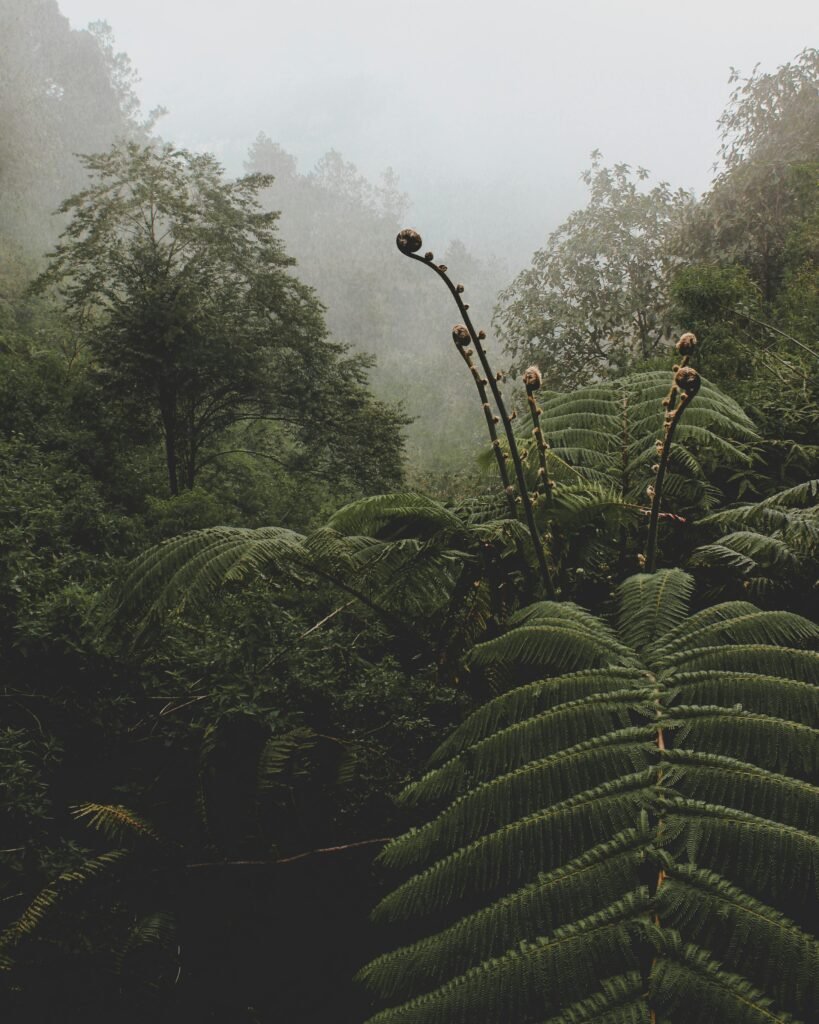pexels-photo-884547-884547 Explore the dense, mist-covered rainforest with lush green ferns and towering trees.